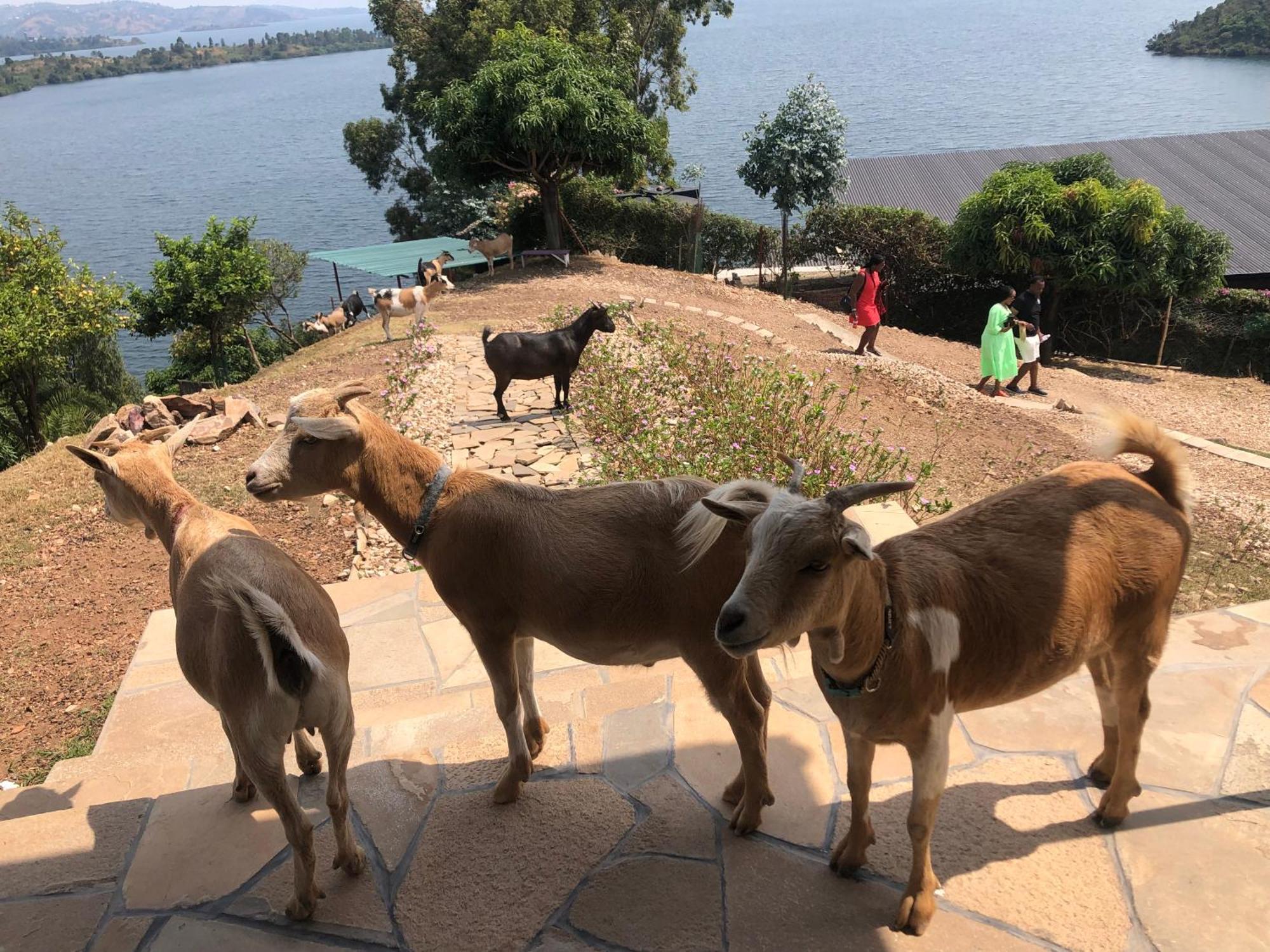 Amazi Land Home And Farm Stay Kibuye Εξωτερικό φωτογραφία